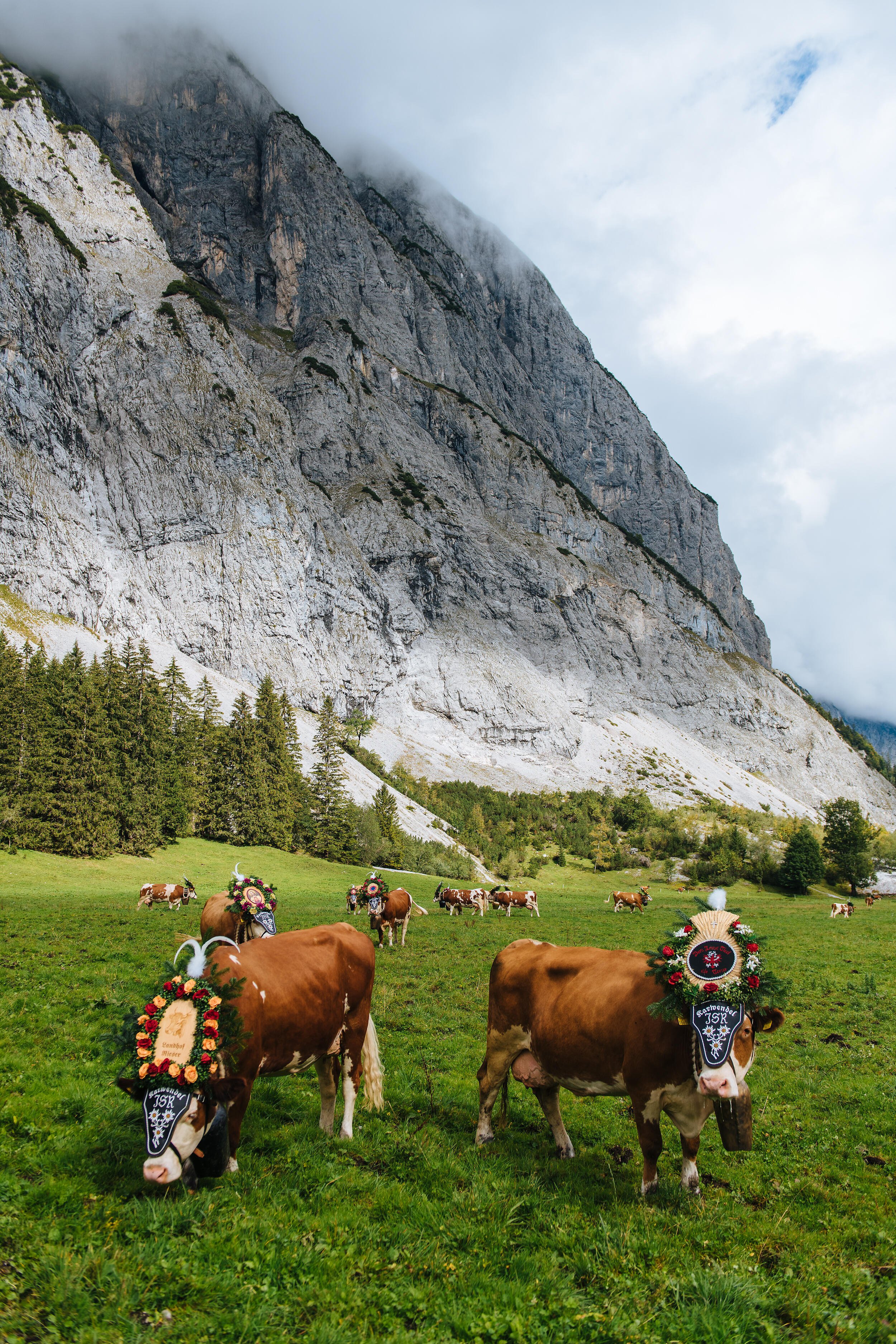 Almabtrieb-Achensee-Gramai-Alm-103.jpg