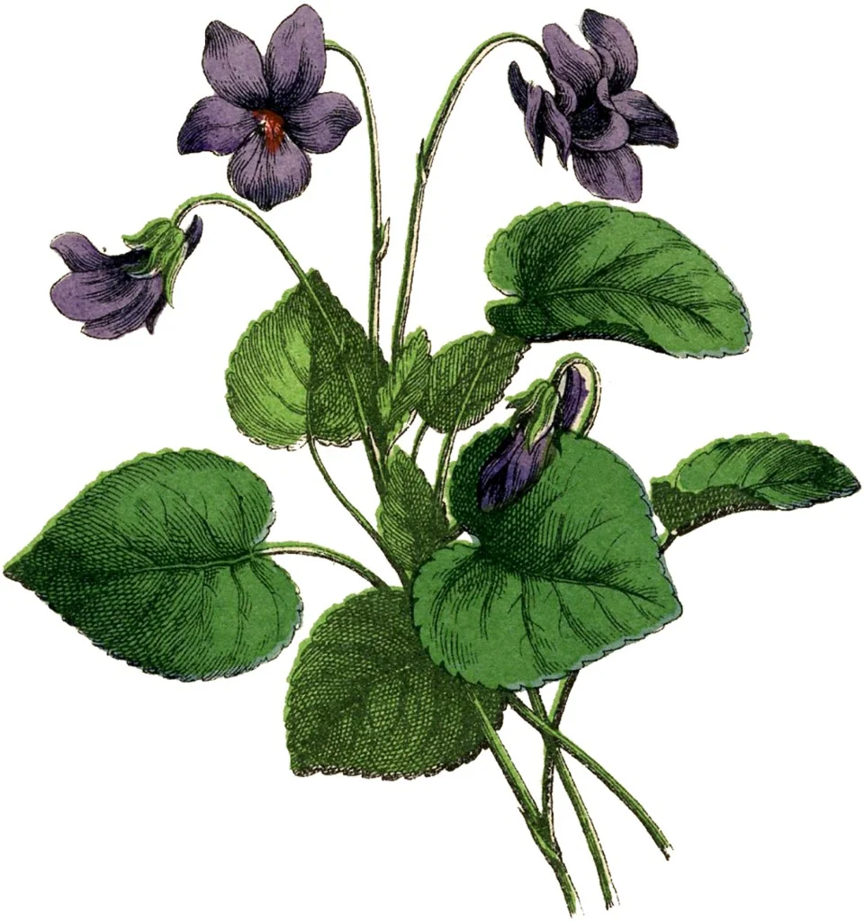 Vintage-Violets-Image-GraphicsFairy-961x1024.jpg