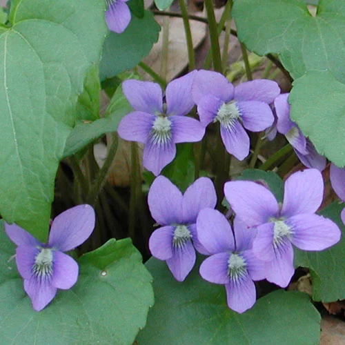 Nethermead Natural Perfume