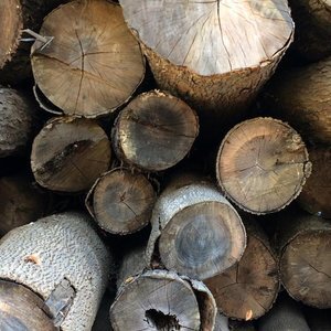 Into the Woods:  Creating Wood Based Natural Perfume