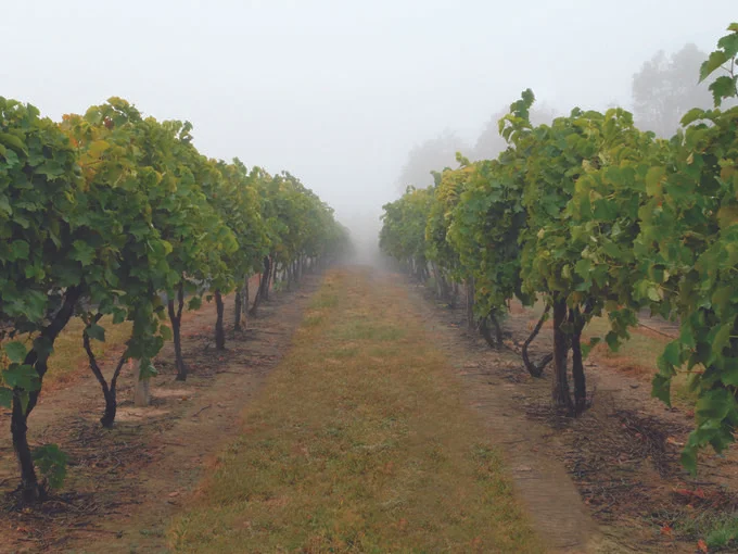 Wine Trails Are Some of Ohio's Best-Kept Secrets