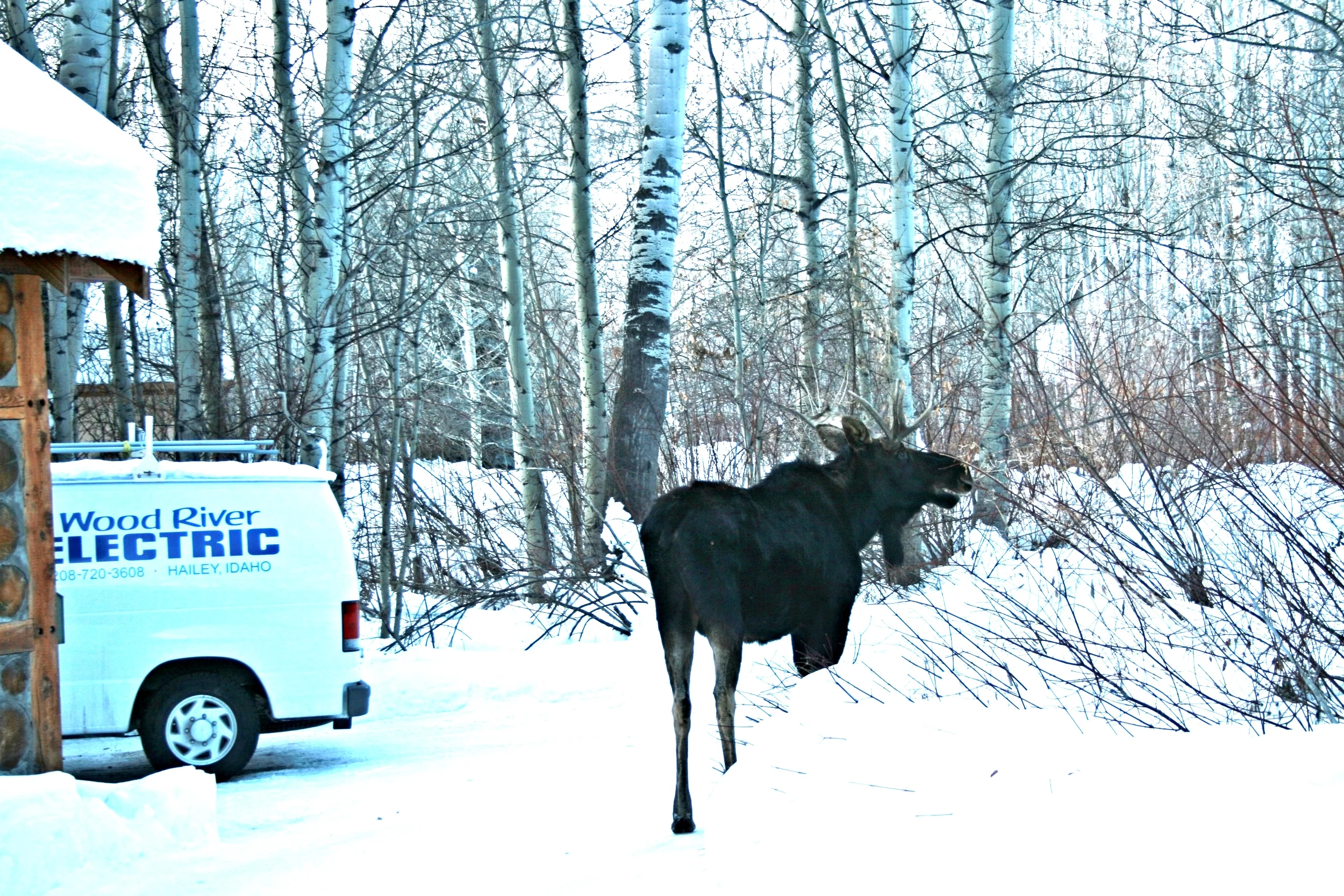 moose 053.JPG