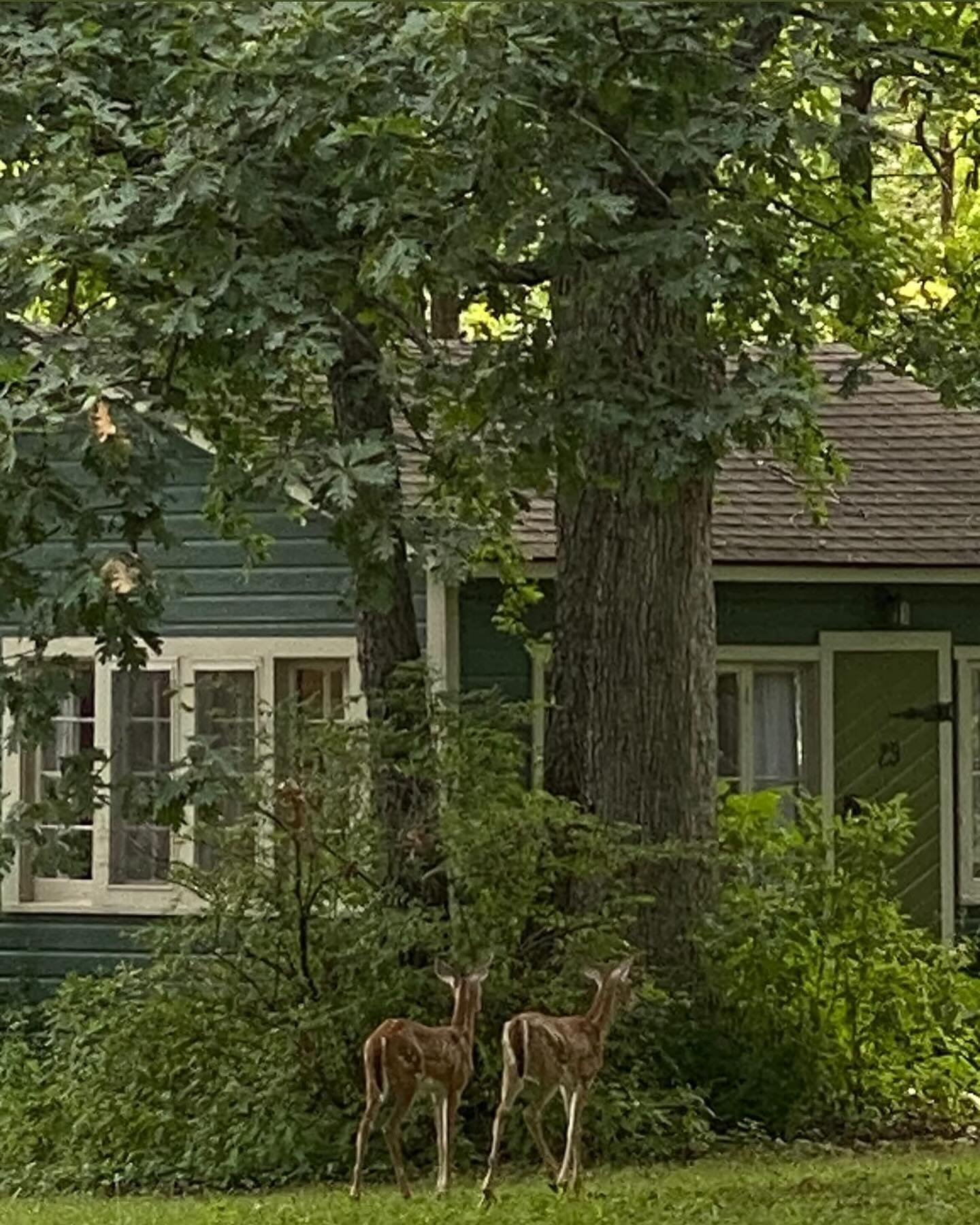 The fawns have been spotted in GTP