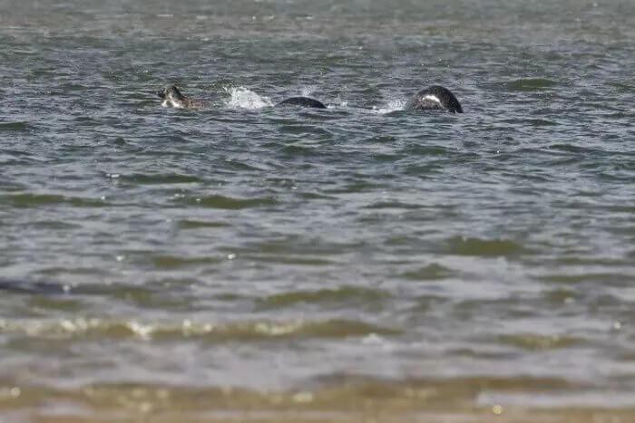 The Loch Ness Monster photo in question.