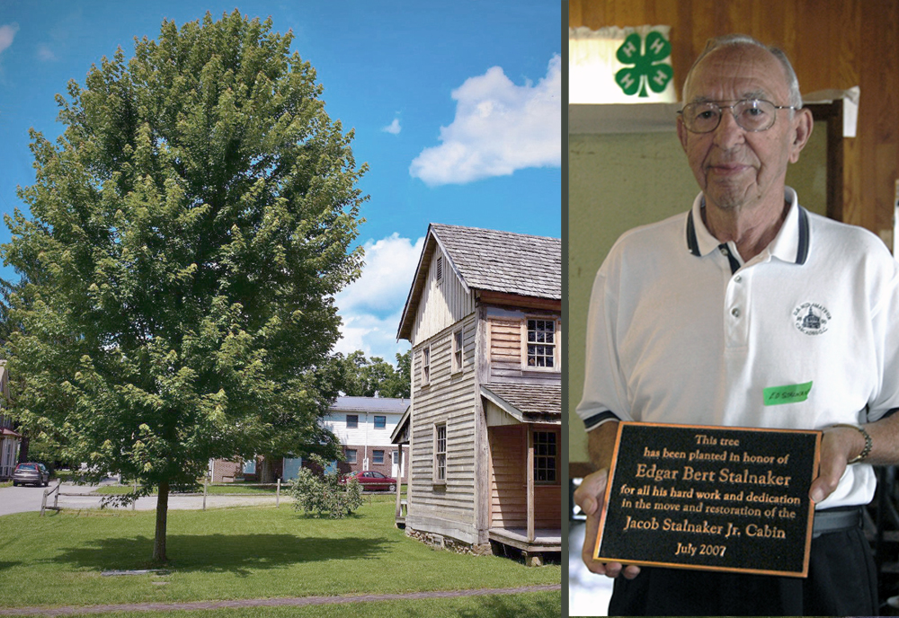 Tree planted in honor of Edgar B. Stalnaker's work.