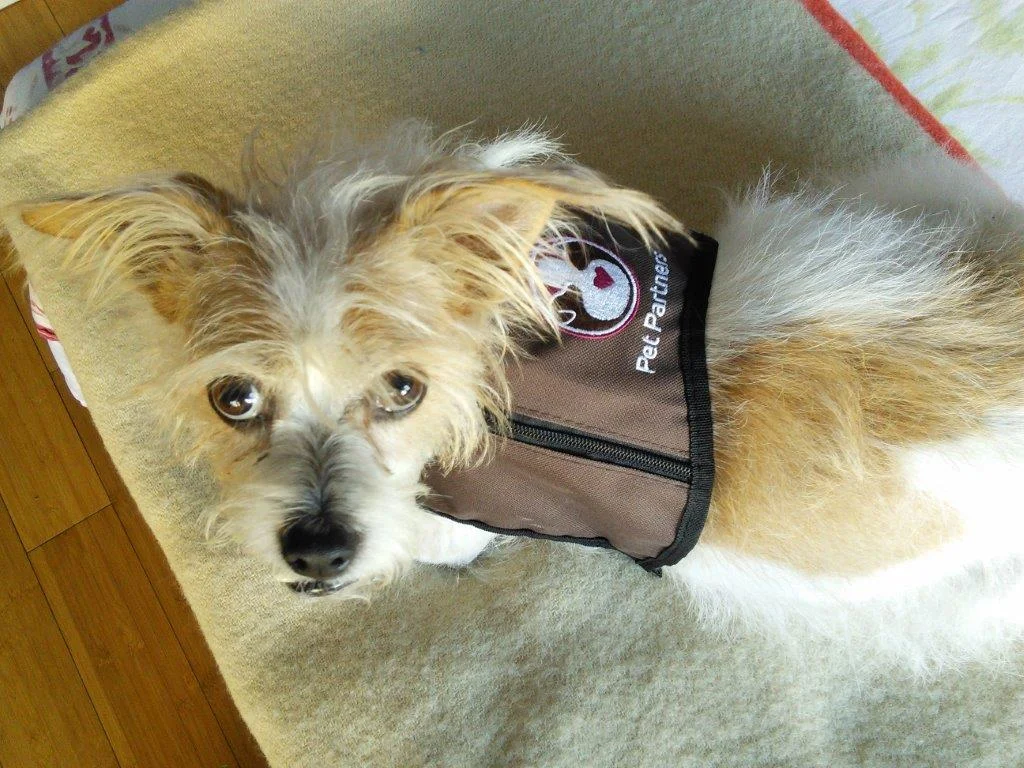 Georgie