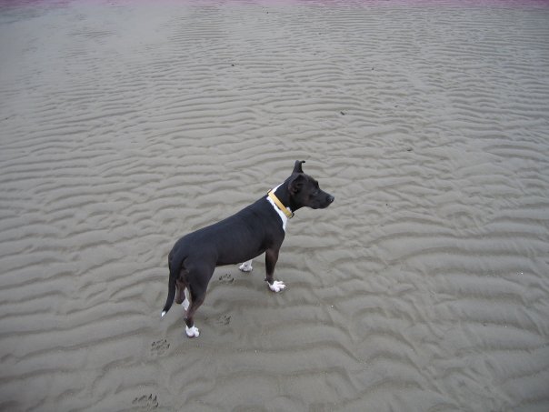 Stella Enjoys a View of the Water