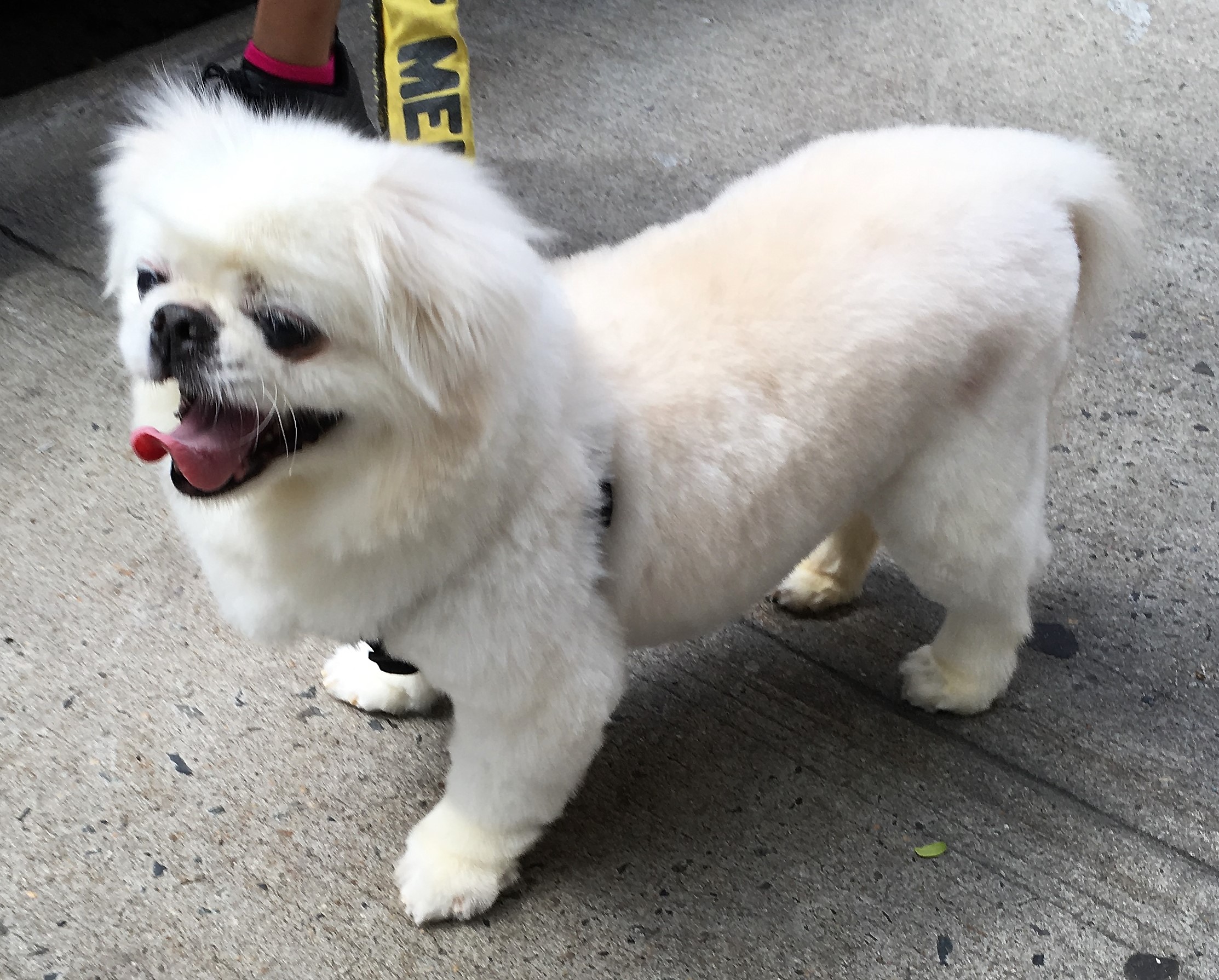 2nd photo post grooming 9-9-16.jpg