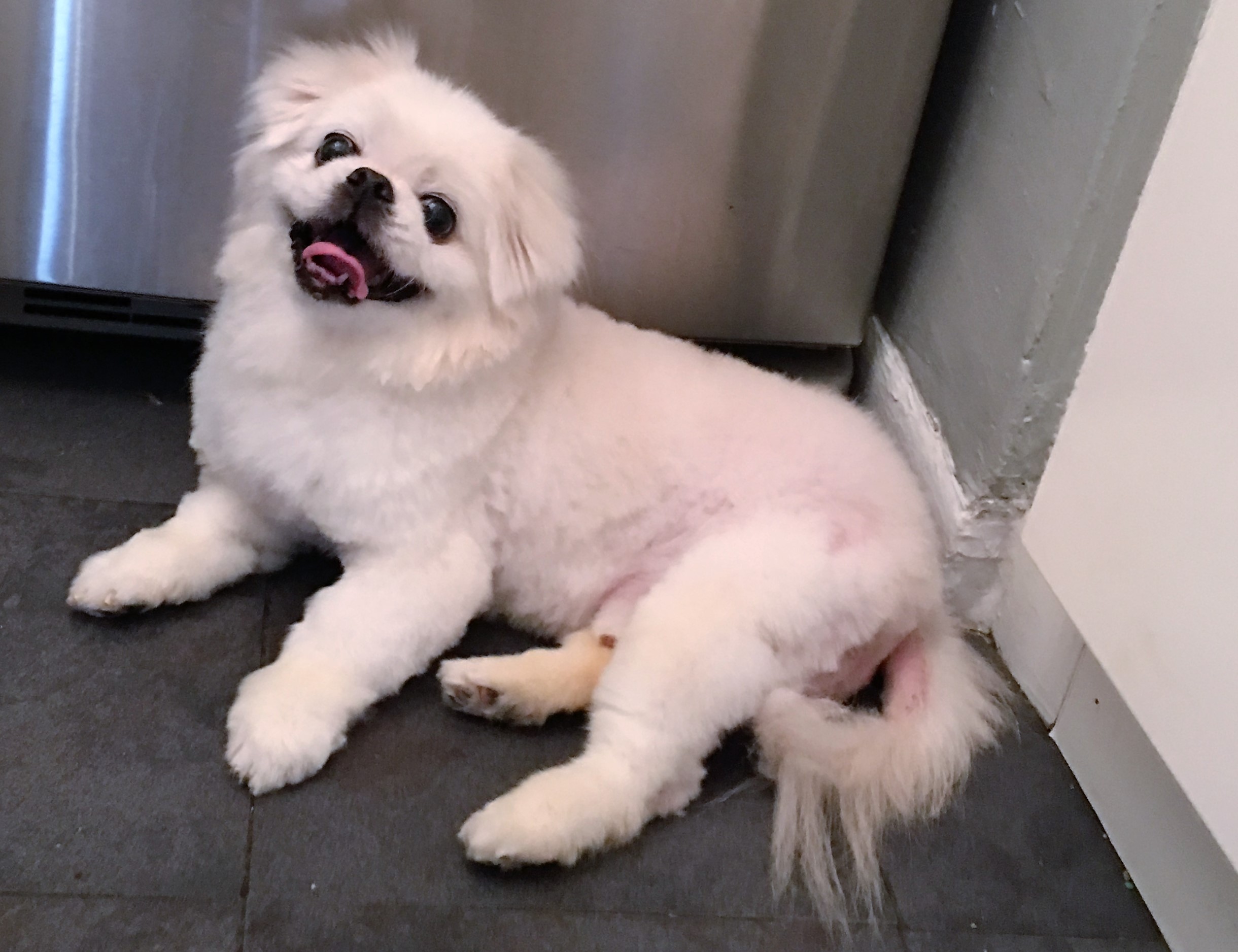 3rd photo post grooming 9-9-16.jpg