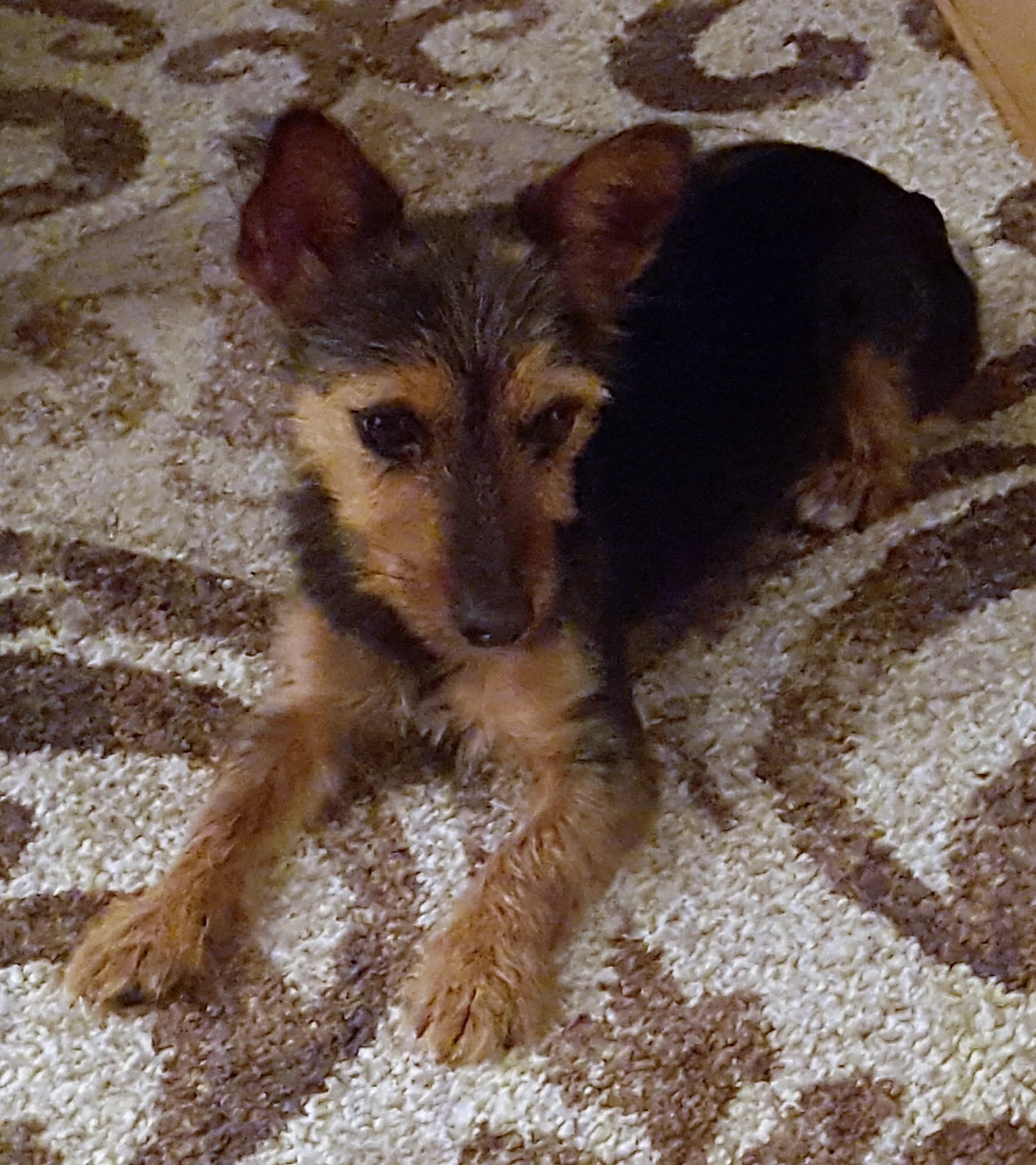 Twinkie..now Winnie...first night in her new home.jpg