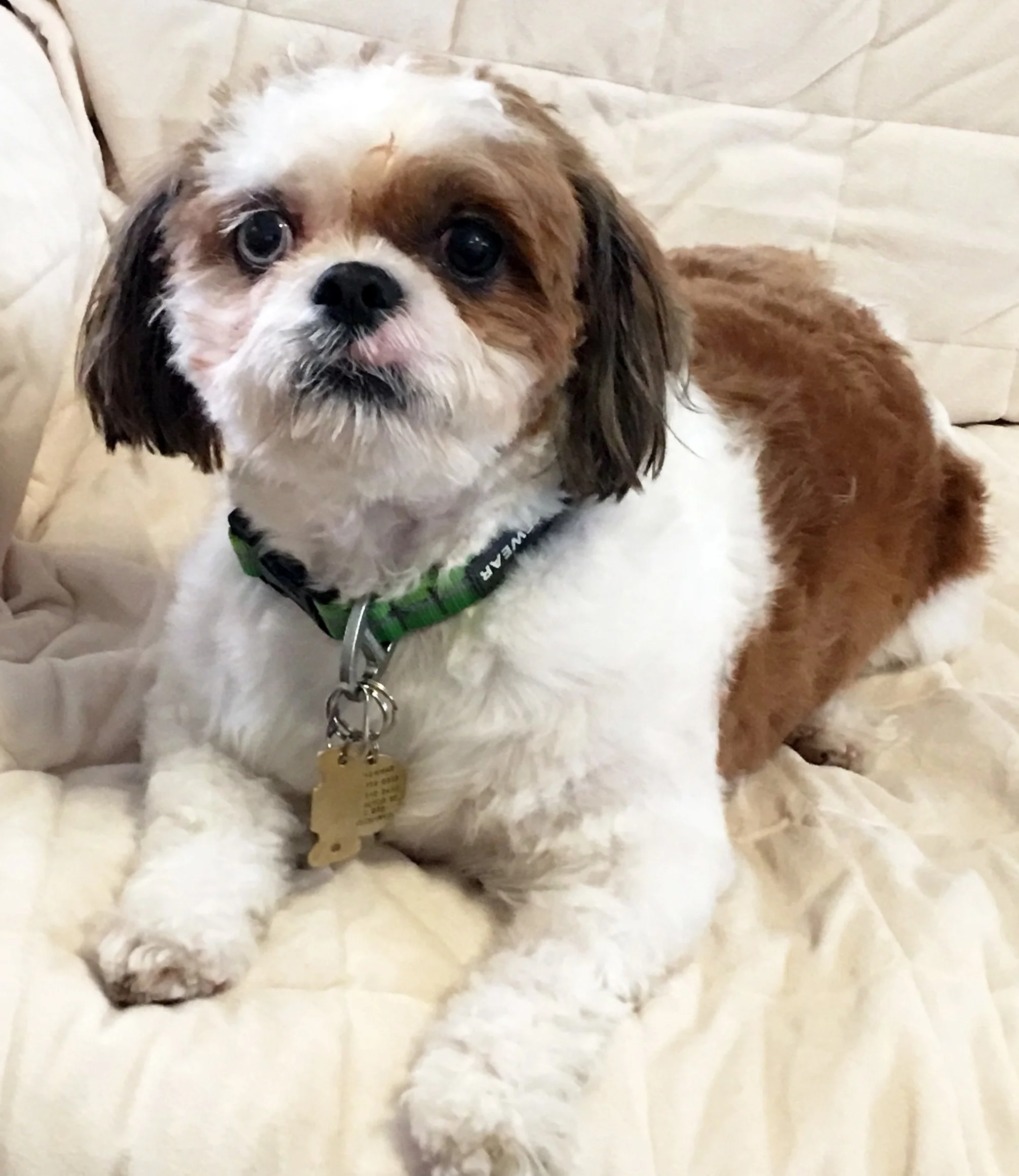 Gertie adopted 3.jpg