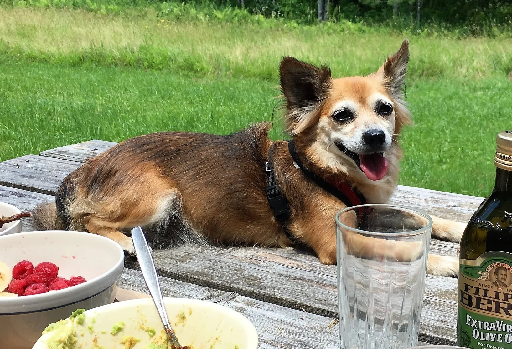 Lola update pic.jpg