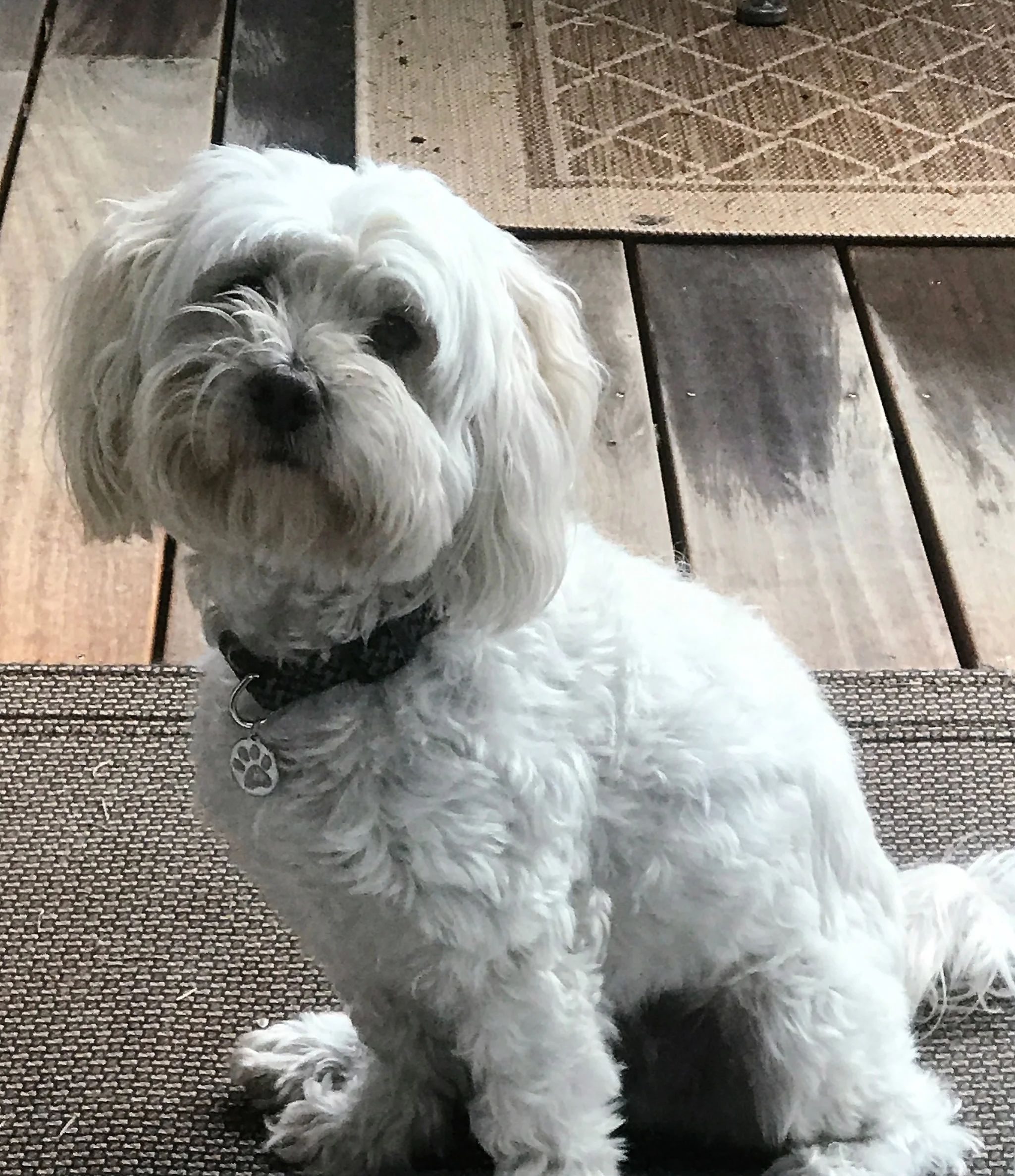 Alfie update.jpg