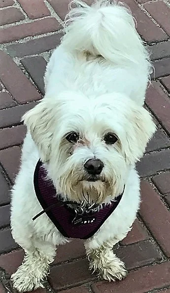 Louie update.jpg