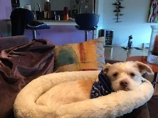 Jesse update.jpg