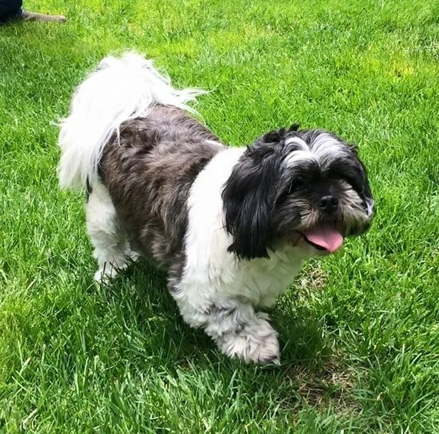 Milo update pic.jpg