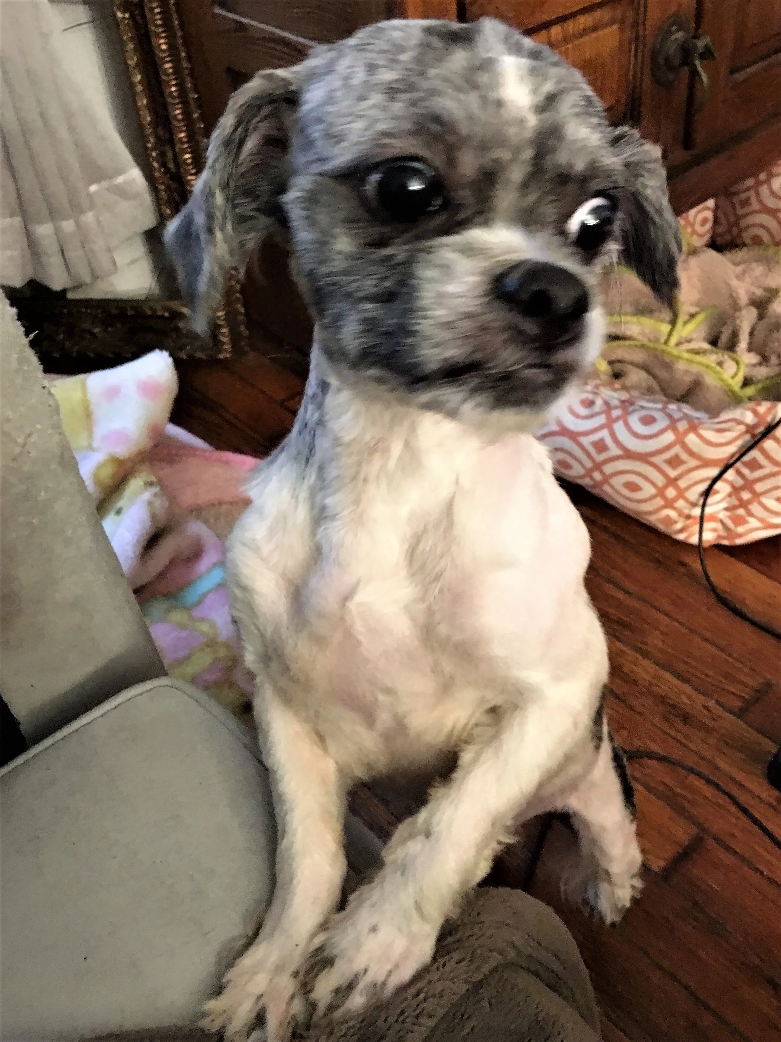 Alex adopted 6.jpg