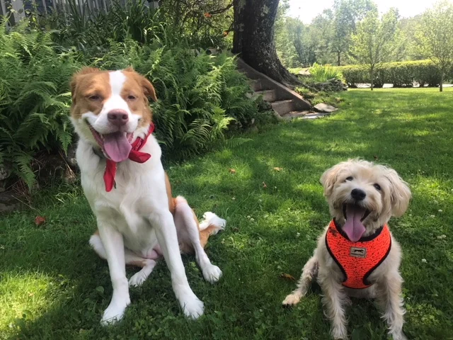Rue now Trixie with new nephew 7-30-18.jpg