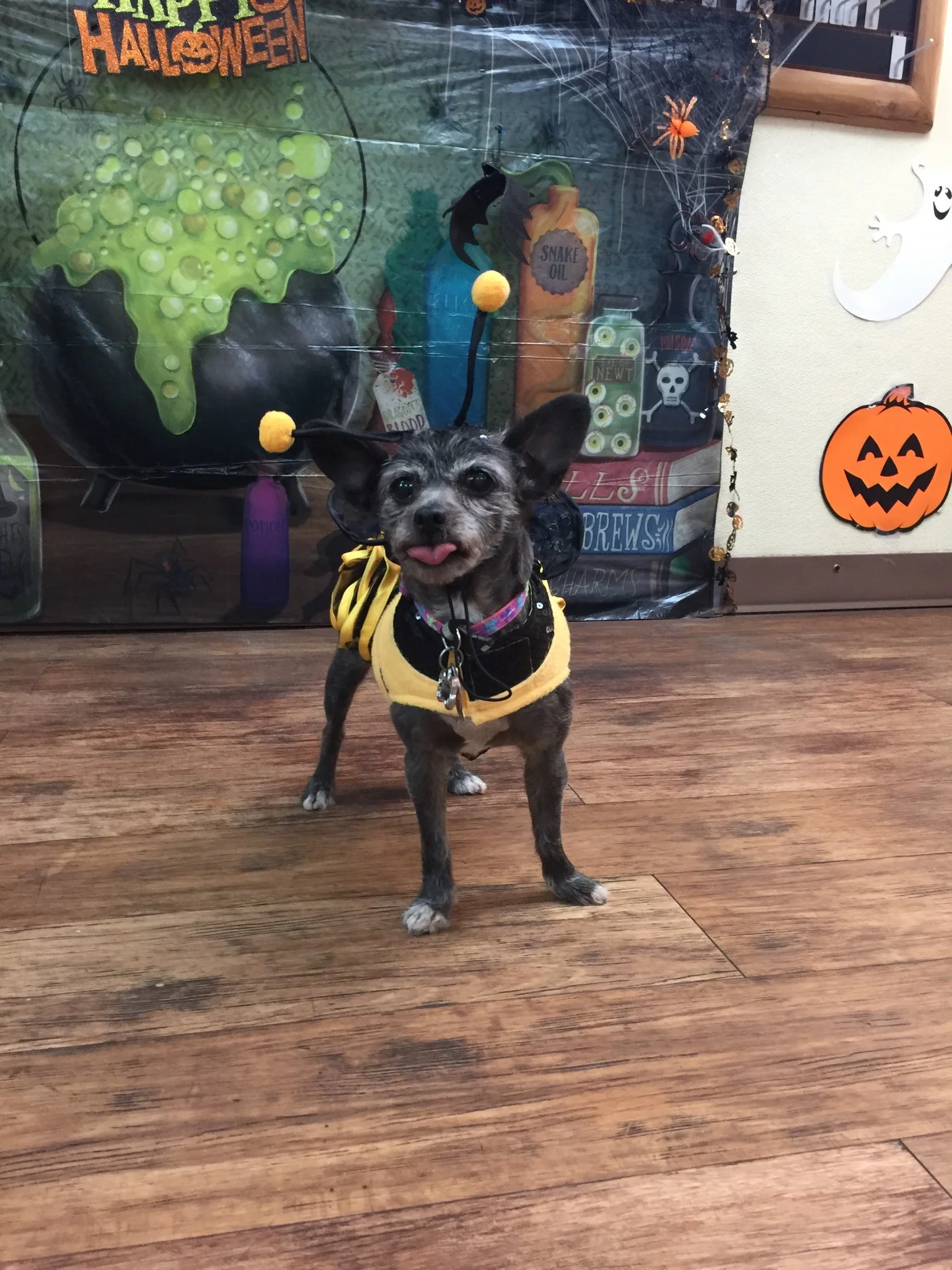 Brandy in costume.jpg
