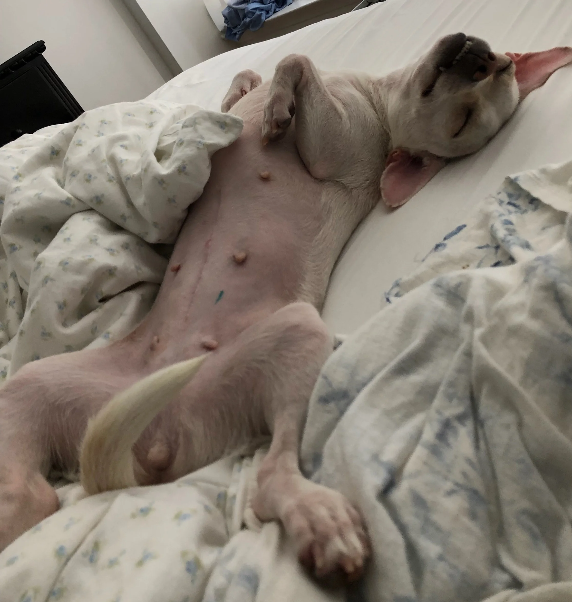 Usau and Adriana sent this update to WOOF: “Our little girl Misty is doing great, she seems very happy here with us, she loves to run in the park, I spend one hour in the park with her every morning. We are so lucky and happy to have Misty, we can’t thank you enough for choosing us for her”