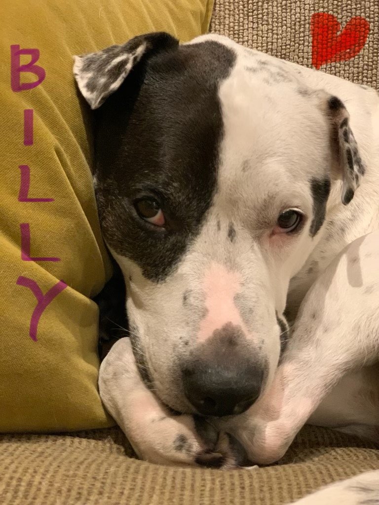 BILLY 2.jpg