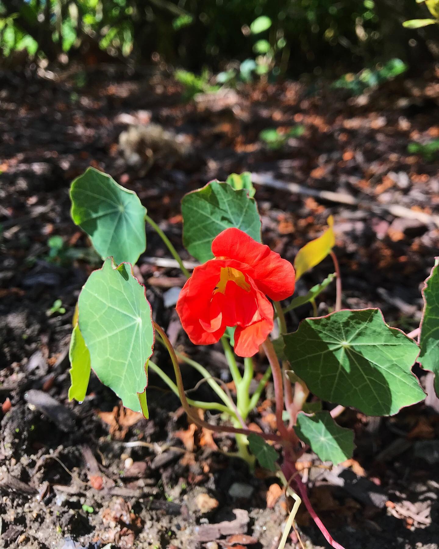 ✨✨✨
.
.
.
.
.
#goebelgrowsthings #nasturtiums #musthaveflowersalwaysandalways #smallspacegardening #frontyardgarden #nasturtiumspitfire #zone7a #operasingersofinstagram