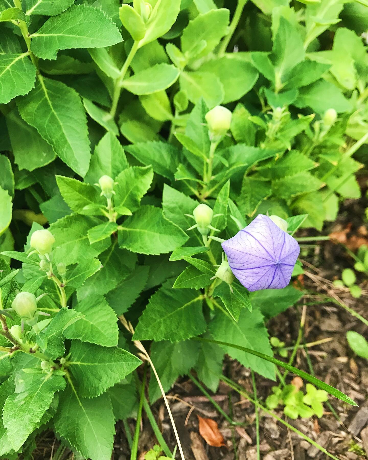 File under: things I did not plant but will happily take credit for anyway. #goebelgrowsthings
.
.
.
.
.
#balloonflower #frontyardgardening #tinygardens #greenerylikescenery #hashtagsfromartsongs #zone7a #zone7agardening
