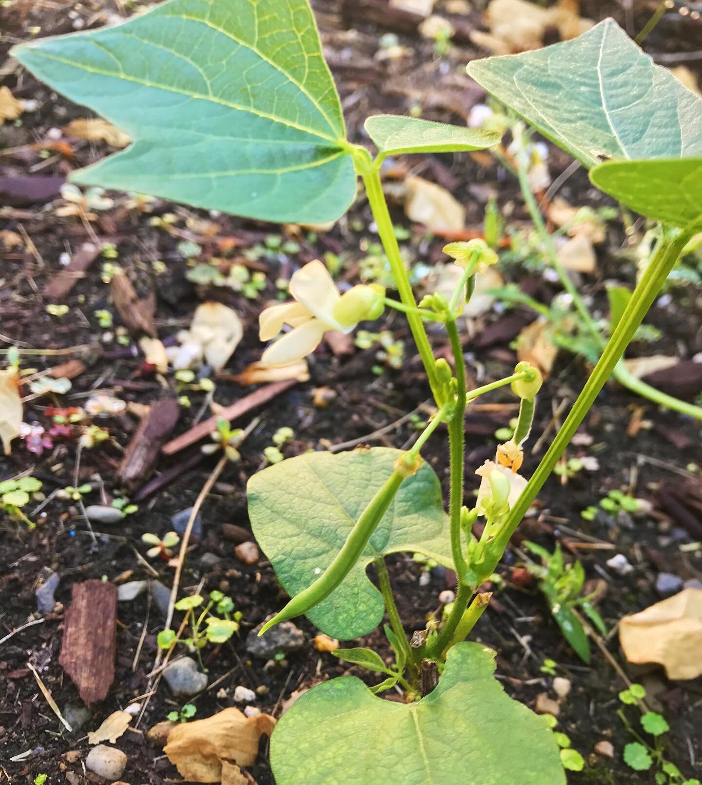 Wee bean 👩🏼&zwj;🌾 (even after critters chewed the plant back to a stalk!) #goebelgrowsthings 
.
.
.
.
.
#growcookeat #zone7agardening #operasingersofinstagram #tinygarden #gardening #growyourownfood #mytinyatlas