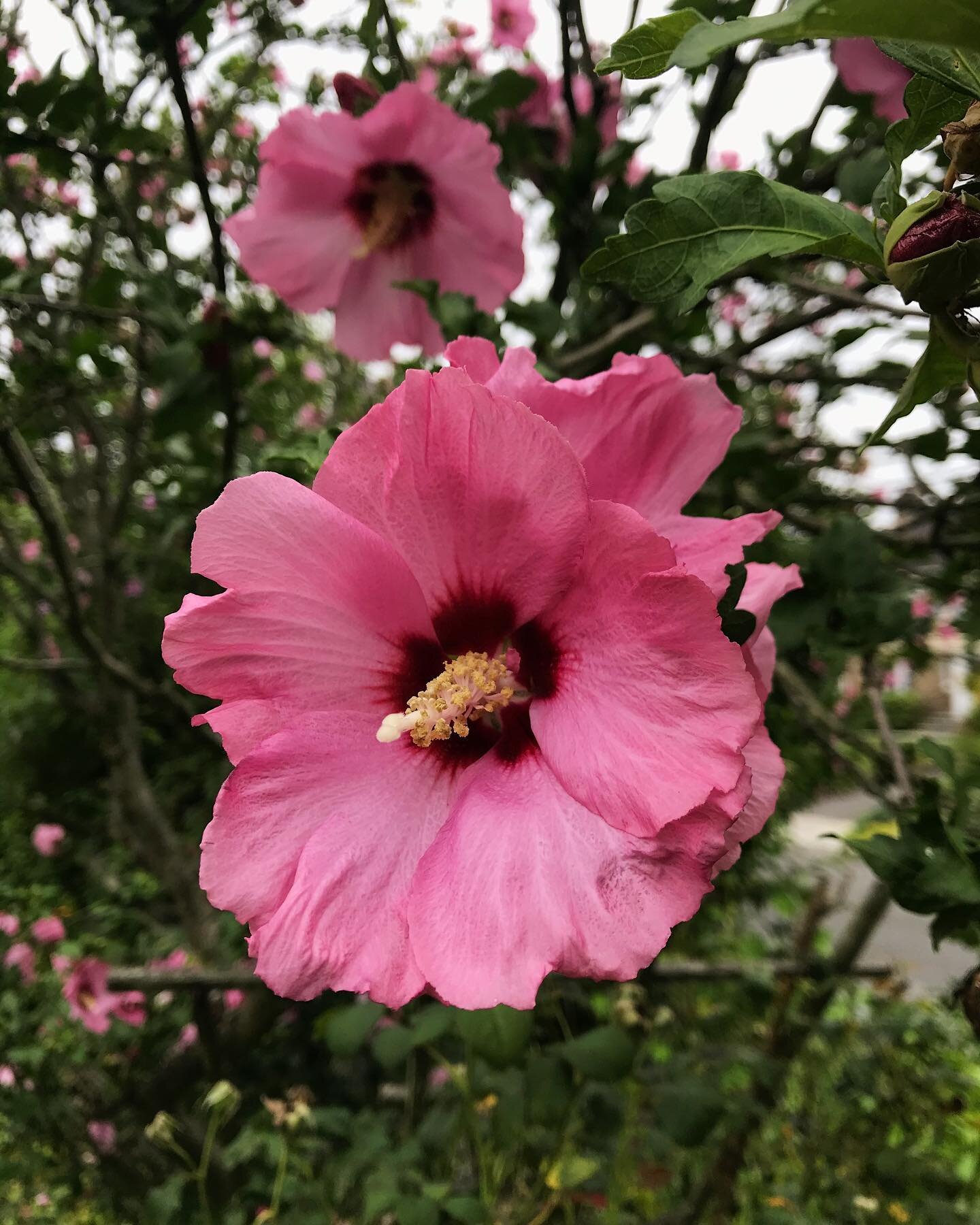 Rose of Sharon #hibiscussyriacus #goebelgrowsthings 
.
.
.
.
.
#frontyardgardening #operasingersofinstagram #abmlifeiscolorful #imusthaveflowersalwaysandalways #julyflowers #ayearinflowers #zone7a