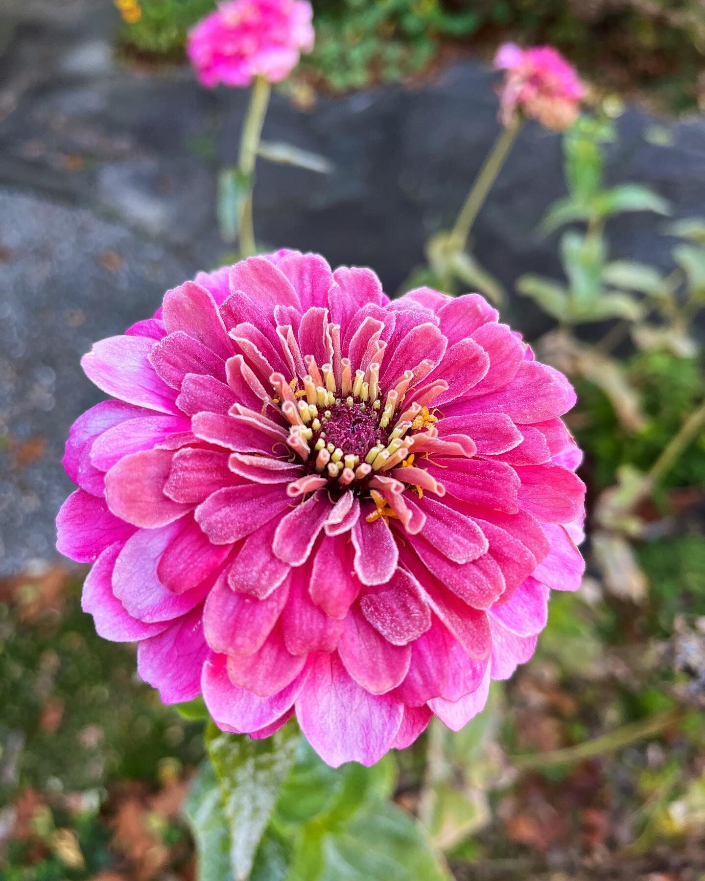 First touch of frost ✨
.
.
.
.
.
#goebelgrowsthings #zinnias #firstfrost #zone7a #ayearinflowers #operasingersofinstagram