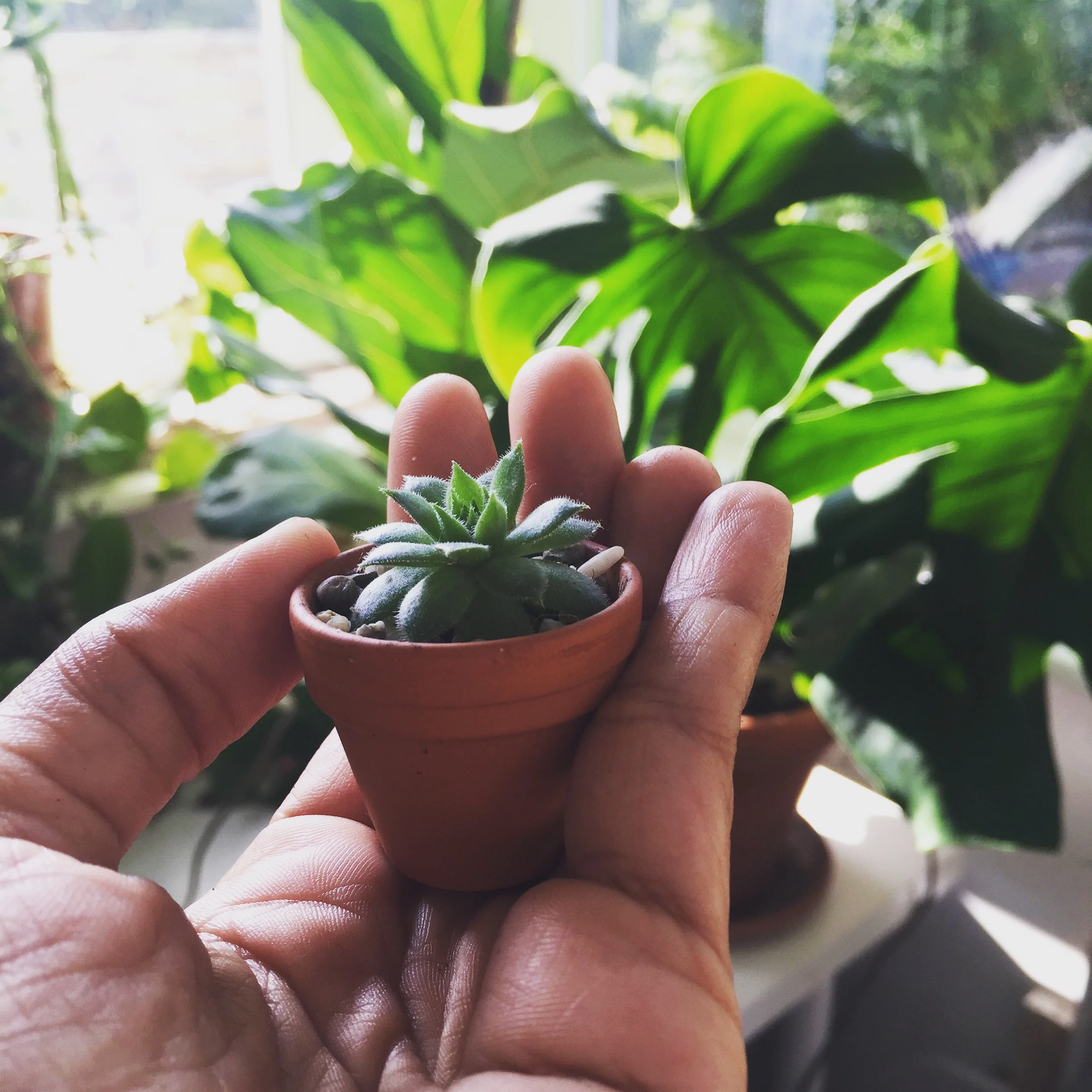 Sempervivum - die Mutterpflanze bildet kleine, vollständige Babyrosetten aus, die abgezupft und direkt in die Erde gesteckt werden können.