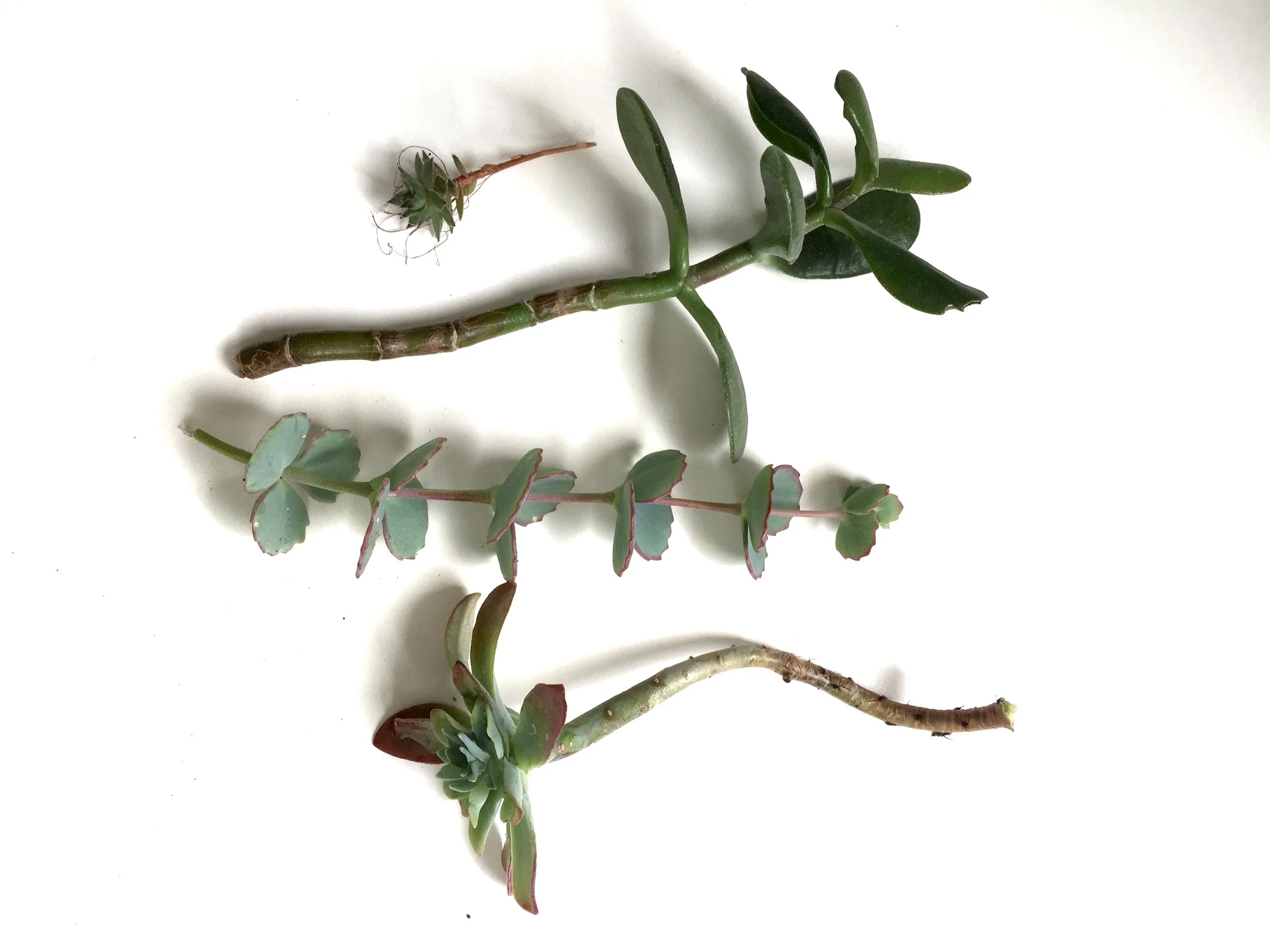Stecklinge. Dachwurz, Crassula, Sedum und noch so eins. Kam aus Italien. Keine Ahnung wie es heißt. So prachtvoll und bodendeckend wird der kleine Steckling nach einem Jahr. #invasive