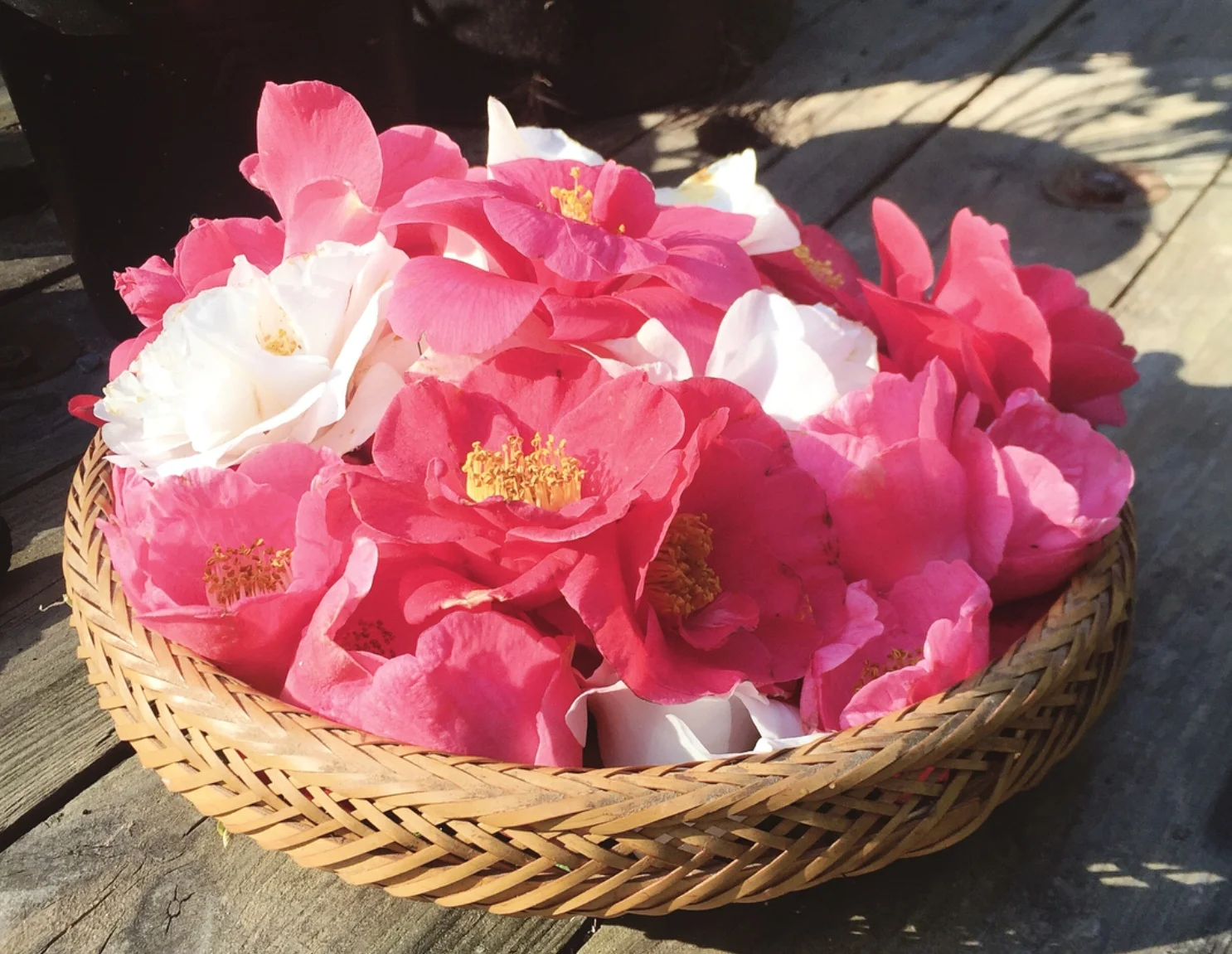 Kamelienblüten. Die benutze ich für Naturkosmetik, z.B. Haarpuder, Seifen oder die Handbutter. Im Ofen bei 50 Grad Celsius oder direkt in der Sonne trocknen.
