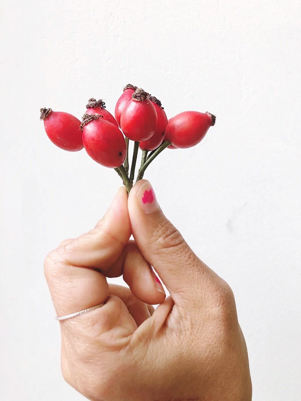 Hagebutten ernten – vor oder nach dem Frost?