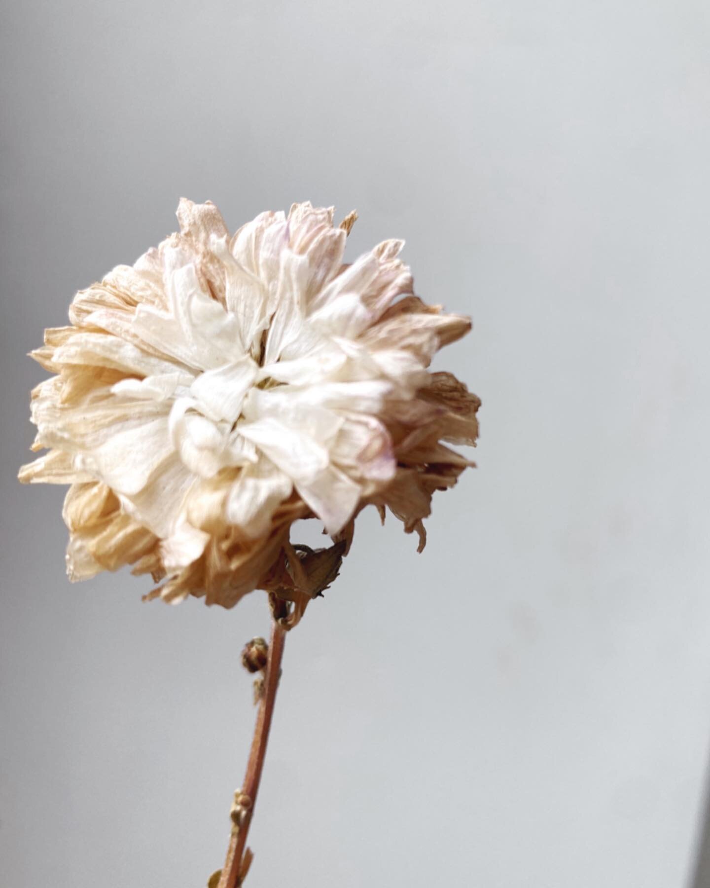 Kennst du das Bl&uuml;mchen schon? Und hast du gewusst, dass man es trinken kann? 

Voller Erwartung stehe jeden Morgen vor meinen sch&ouml;nen Tee Chrysanthemen im Hof. 

Denn sobald sich die Bl&uuml;ten voll ge&ouml;ffnet haben, werden sie gek&ouml