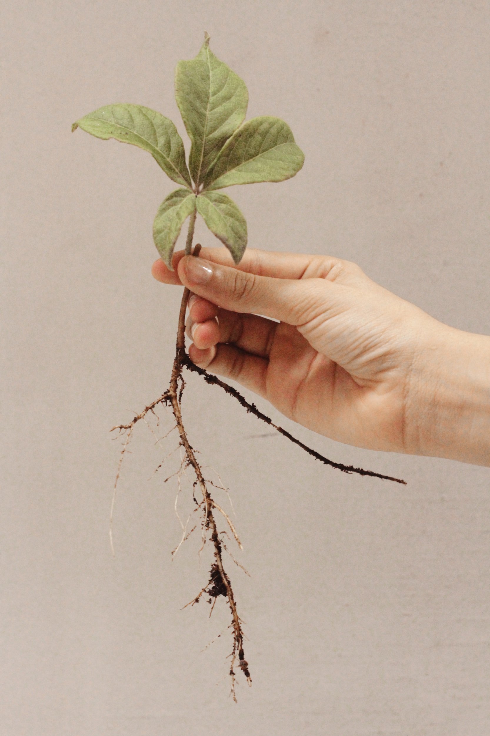 Ginsengwurzel - Adaptogen Wurzeldroge für Männer und Frauen