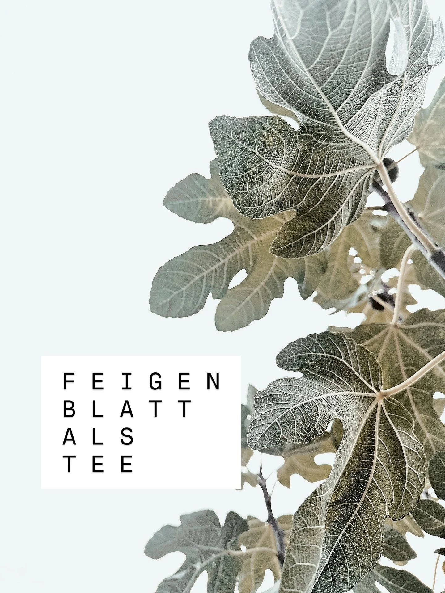 Feige nur als s&uuml;&szlig;e Frucht kennen alle. &ndash; aber did you know: Feigenblatt geht auch als Tee!

In der Pflanzenheilkunde wird es schon lange genutzt. 

Studien zeigen: Feigenbl&auml;tter k&ouml;nnen den Blutzucker regulieren und enthalte