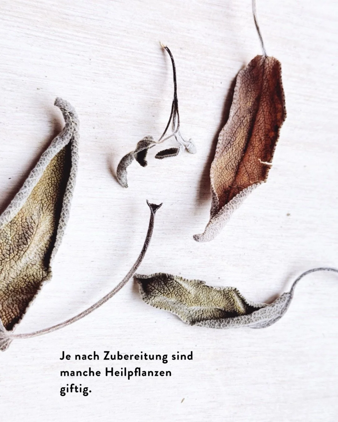 Hier mal eine Gegen&uuml;berstellung &auml;hnlicher Drogenformen:

Blattdroge Salbei vs. Ginkgo

Immergr&uuml;ne Tanne vs. Thuja

Rinde Zimt vs. Cassia (Fake-Zimt)
Im letzten Video zeig ich mal den Unterschied zwischen denn beiden Sorten.

Im Laden i