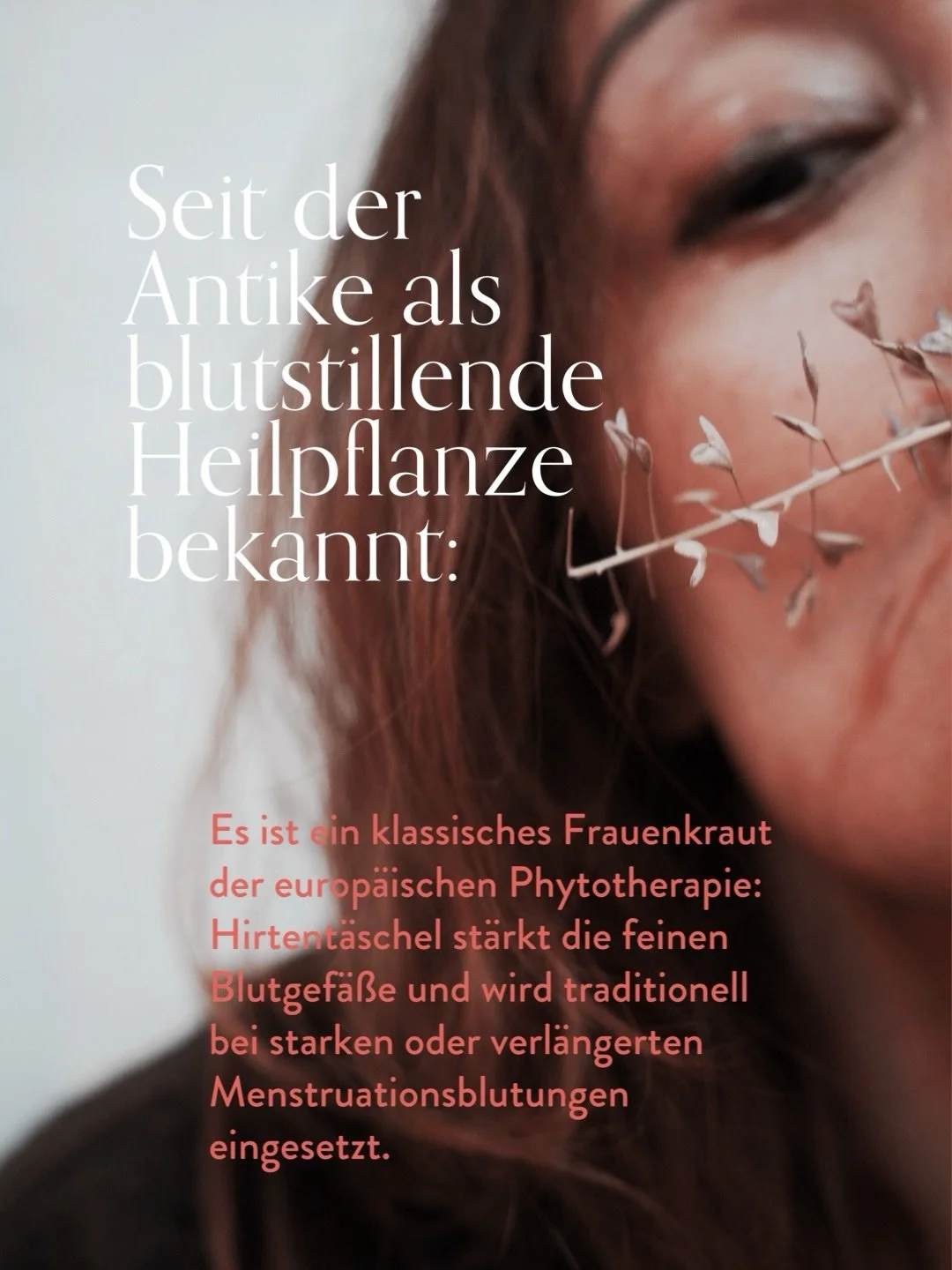 Hirtent&auml;schel - Wichtiges Kraut in der Frauenheilkunde.

es ist ziemlich unscheinbar und eine der ersten bl&uuml;henden Kr&auml;uter des Fr&uuml;hlings.

doch das bescheidene frische Kraut enth&auml;lt fantastische &bdquo;Frauenstoffe&ldquo;.

H