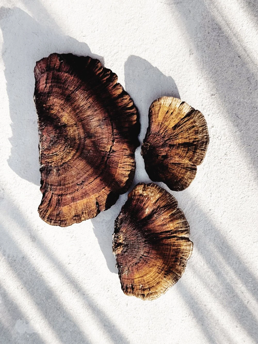 Drei getrocknete Pilzscheiben auf einer weißen Oberfläche, Schatten fallen auf die Scheiben.