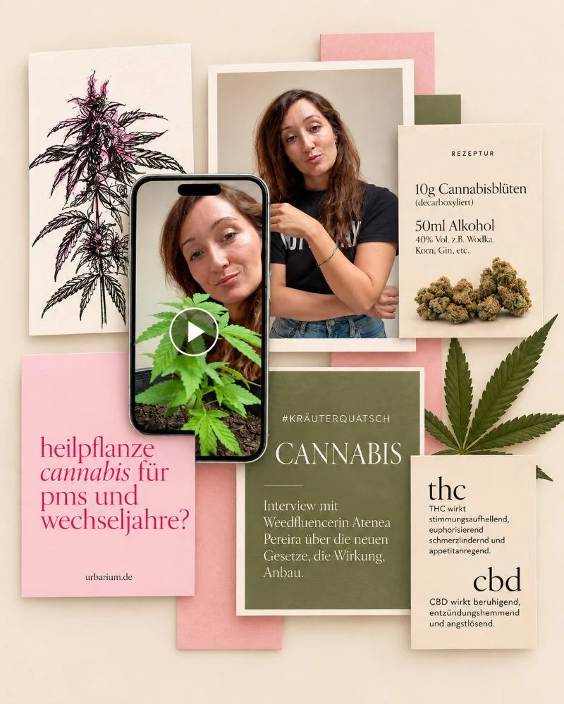 Cannabis-Heilpflanze-onlinekurs.jpg