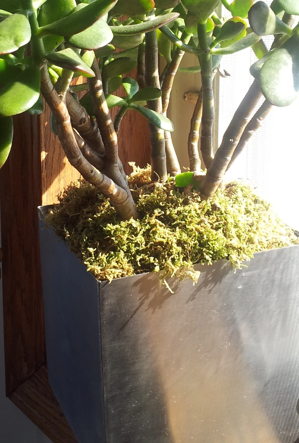 Jade - 20140217.jpeg