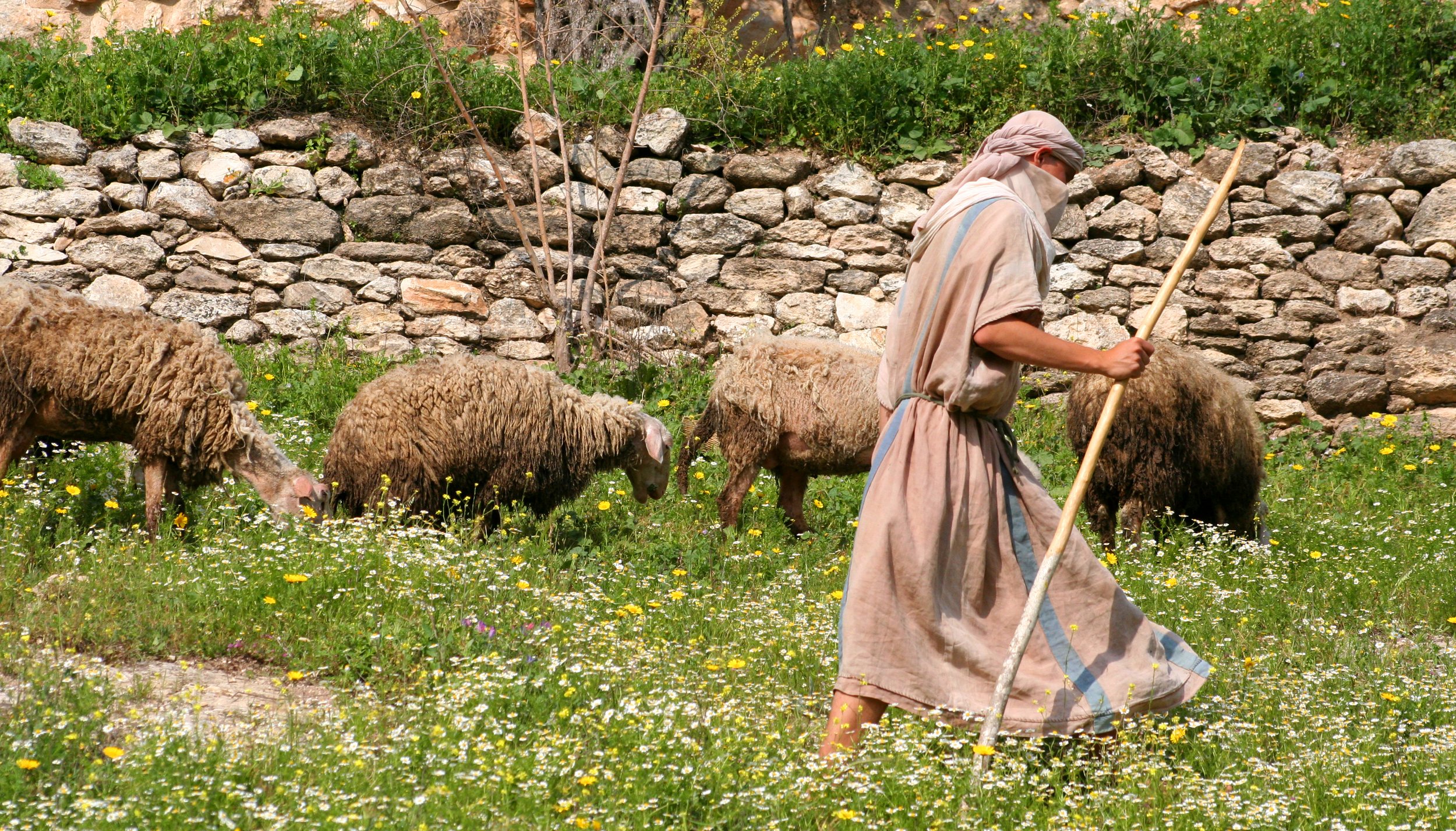 Он закричал пастухам чтобы они скорее гнали. Чабан пастух овец. Пастух в древнем Израиле.