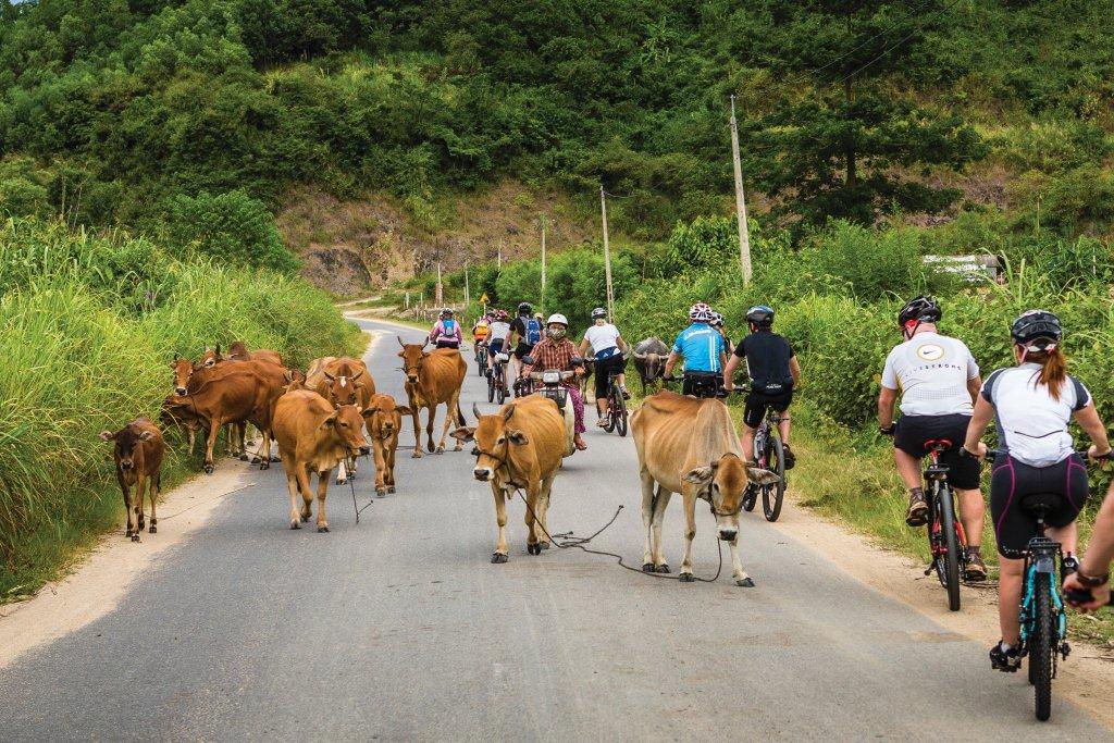 Cycling_in_Vietnam-original.jpg