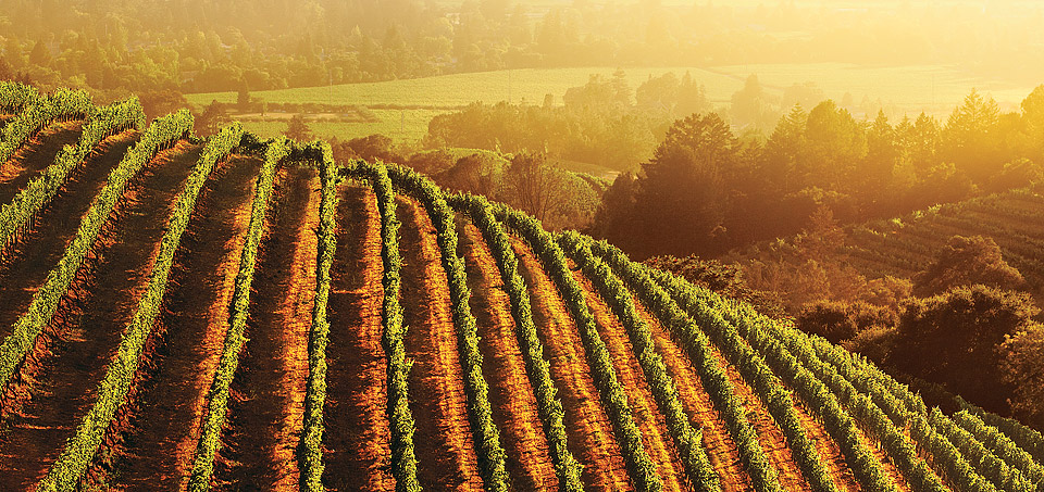 California Wines Tasting