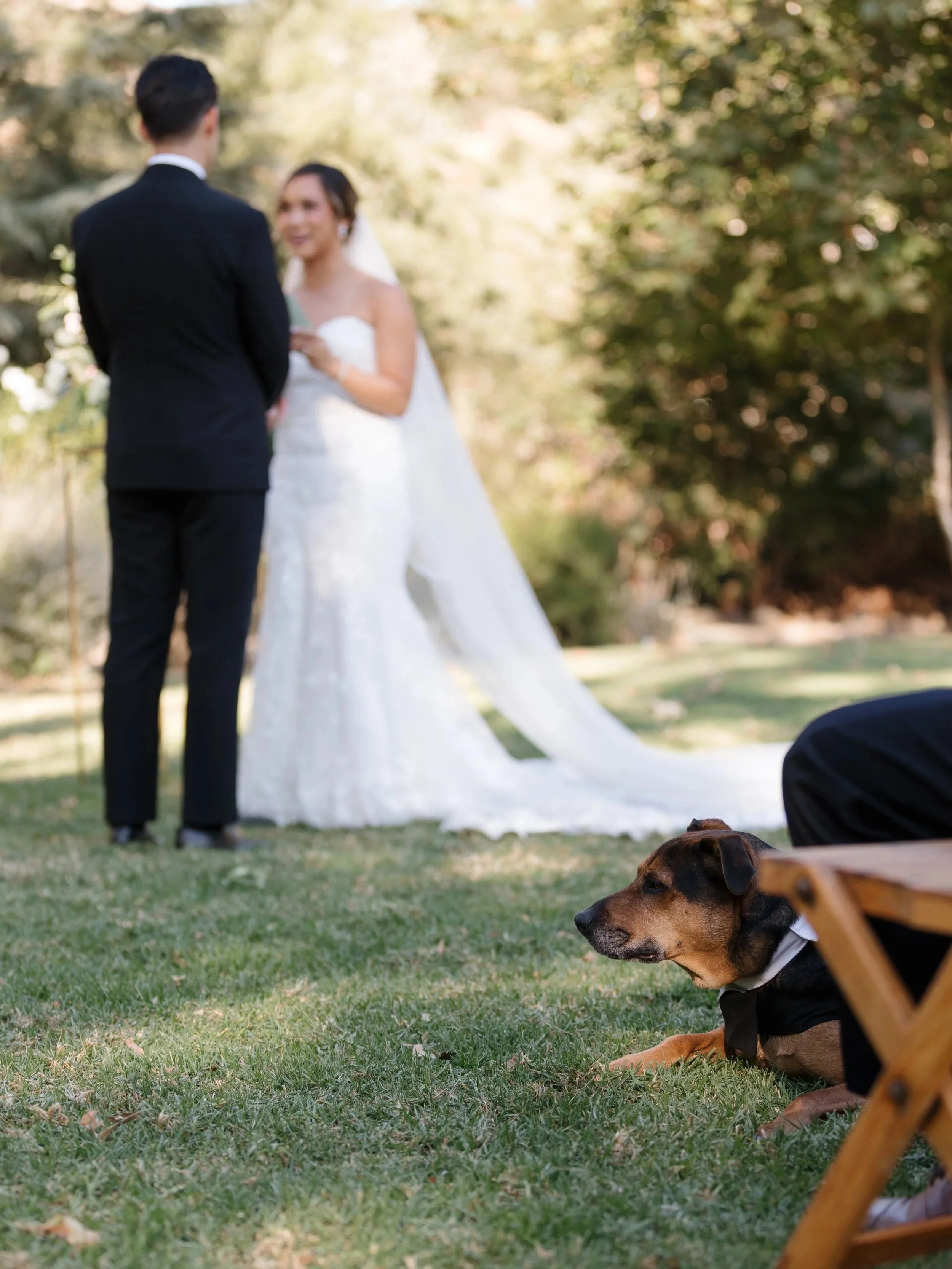 A dog in a tuxedo lays under a wooden ceremony chair, while the bride and groom exchange vows in the background of the lawn ceremony.