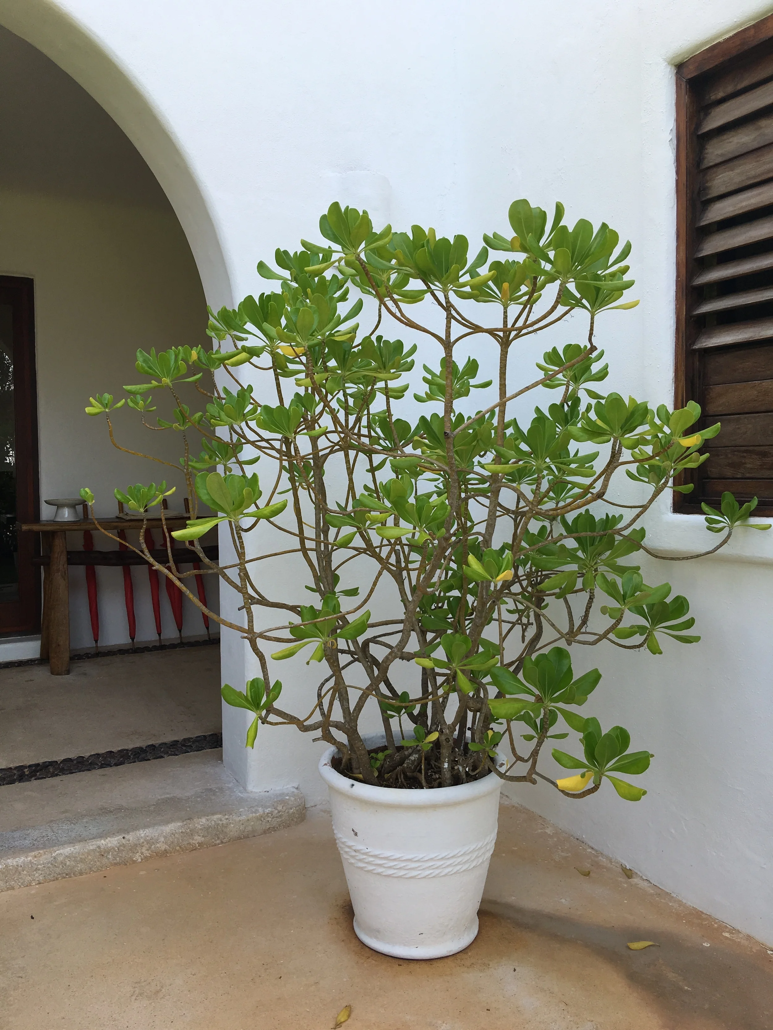 Potted tropucal plants