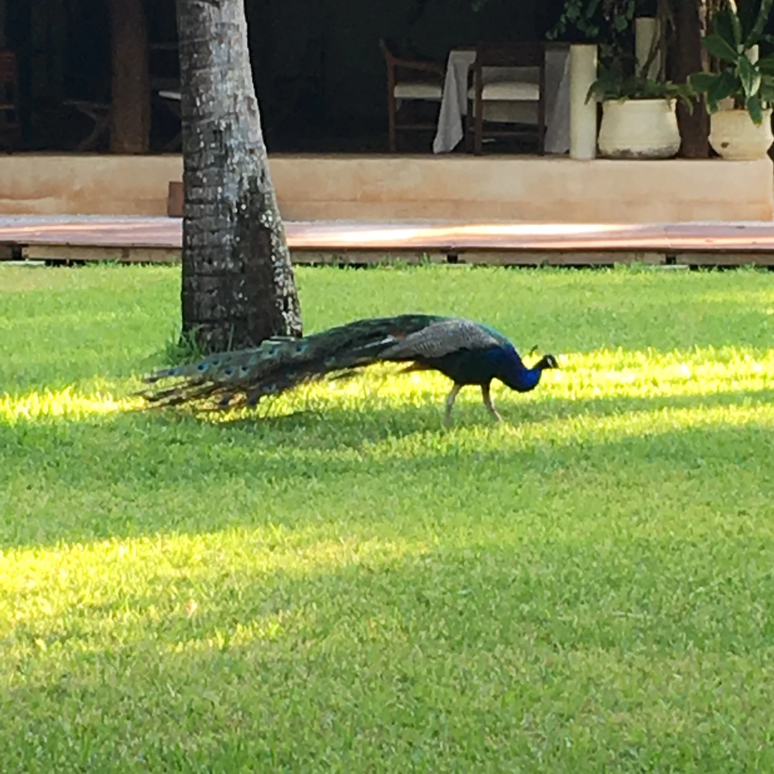 Peacock