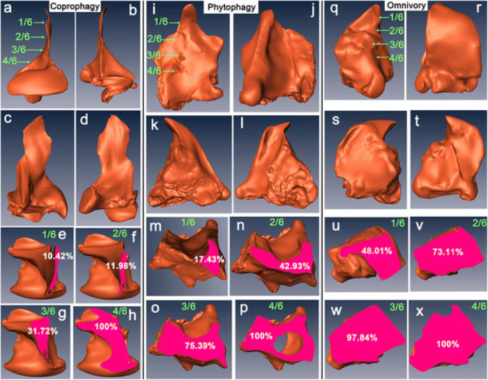 Morphological comparison of the mandible from three feeding types (omnivory, phytophagy and coprophagy) based on 3D models. Scarabaeinae: Kheper devotus ( a–h ); Dynastinae: Allomyrina dichotoma ( i–p ); Trogidae: Trox sp. ( q–x ). Lateral view ( a, b, i, j, q, r ); dorsal view ( c, k, s ); ventral view ( d, l, t ); cross-sections in different positions ( e–h, m–p, u–x ; percentages indicate the cross-sectional area of each position divided by the top 4/6 position) (From Bai et al. 2015).