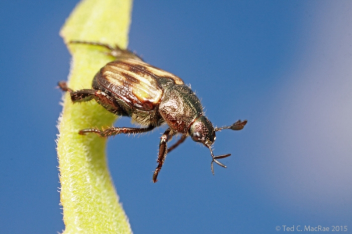 Strigoderma knausi males were abundant on low vegetation | Sand Hills State Park, Kansas.